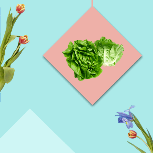 bridal diet plan - lettuce