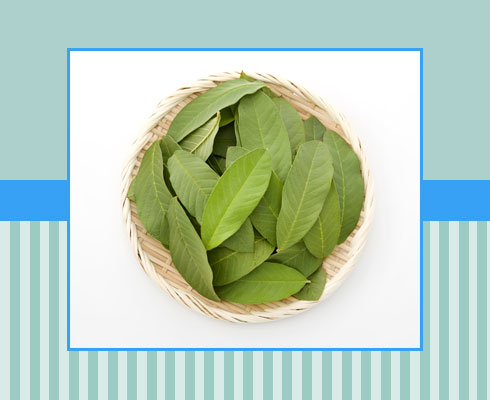 How to Clean Teeth Cavity – Guava Leaves
