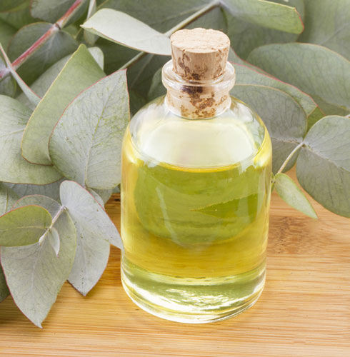 How To Get Rid Of Mouth Smell – Eucalyptus OIl