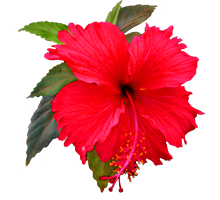 HIBISCUS FLOWERS