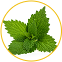  Nettle Leaf Extract & Saw Palmetto Extracts