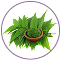 neem leaf extract benefits