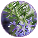 Rosemary Extract for hair