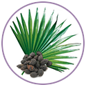 Saw Palmetto Extract for hair