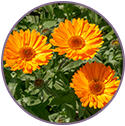 Calendula Flower Extract