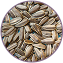 Melon Seed Oil
