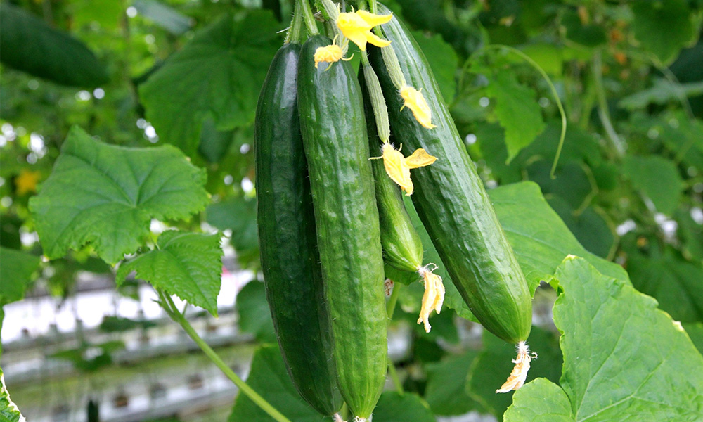 WOW Skin Science Melon, Cucumber & Aloe Foaming Body Wash