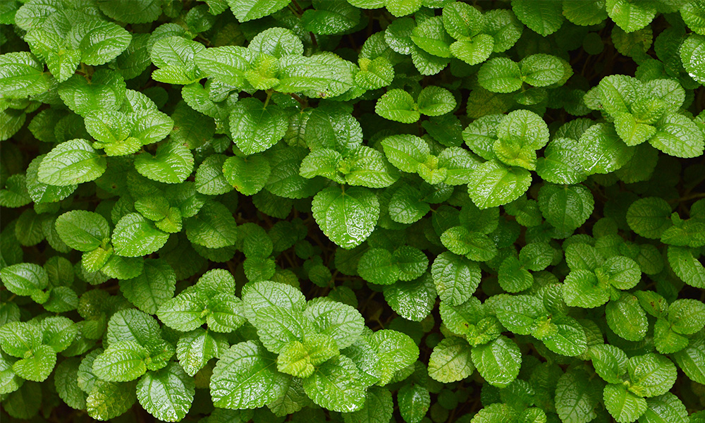 WOW Skin Science Peppermint, Pine & Rosemary Foaming Body Wash