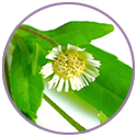 Bhringraj Extract for hair