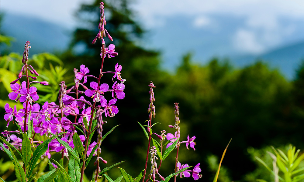 WOW Skin Science Anti-Dandruff Hair Mask