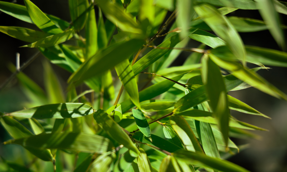 WOW Green Tea & Tea Tree Shampooy