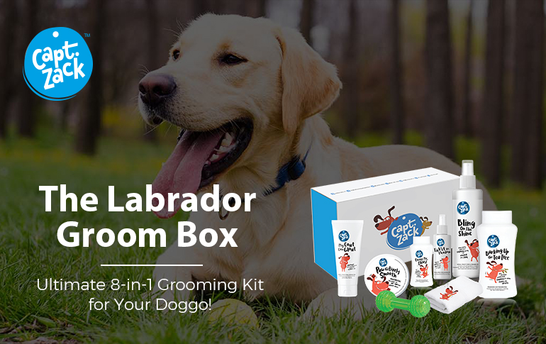 labrador grooming kit