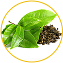 Green Tea Extract